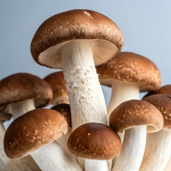 Exotic Mushrooms