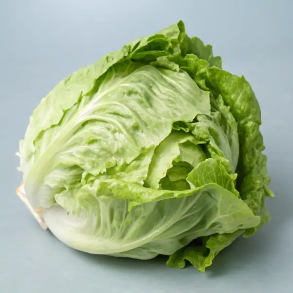 Crisp Green Lettuce
